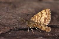 Ematurga atomaria