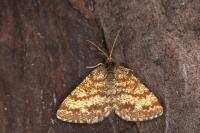 Ematurga atomaria
