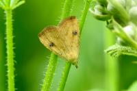 Rivula sericealis