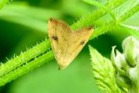 Rivula sericealis
