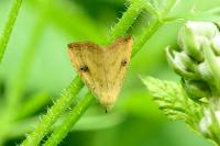 Rivula sericealis