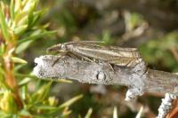 Crambus lathoniellus