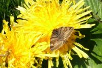 Euclidia glyphica