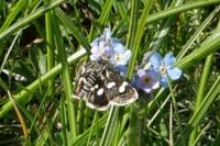 Eurrhypis pollinalis