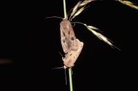 Agrotis exclamationis exclamationis
