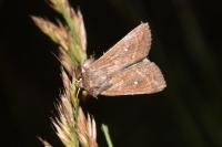 Mythimna albipuncta