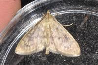 Patania ruralis
