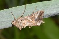 Autographa gamma