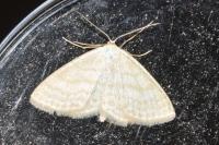 Idaea macilentaria