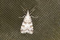 Scoparia pyralella