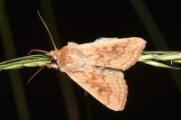 Mythimna vitellina