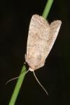 Hoplodrina ambigua