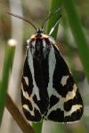 Arctia plantaginis