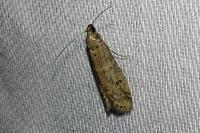 Ephestia woodiella