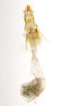 Ephestia woodiella