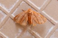 Malacosoma franconicum