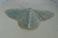 Phaiogramma etruscaria