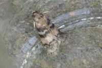 Euzophera pinguis
