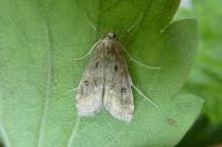 Parapoynx stratiotata