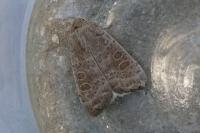 Hoplodrina