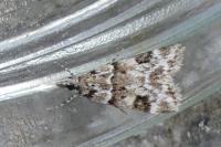 Eudonia delunella