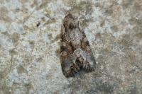 Lacanobia w-latinum