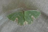 Comibaena bajularia