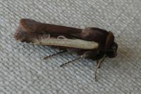 Ochropleura plecta