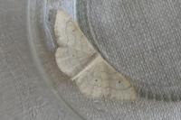 Idaea straminata