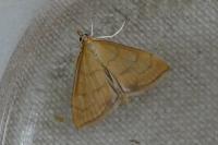 Anania crocealis