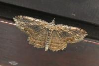Philereme transversata