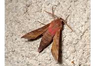 Deilephila porcellus