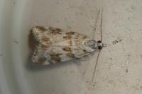 Scoparia pyralella