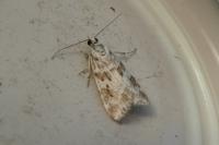 Scoparia pyralella
