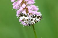Epirrhoe tristata