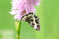 Epirrhoe tristata