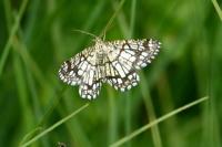 Chiasmia clathrata