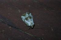 Elaphria venustula