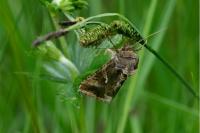 Autographa gamma