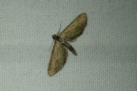 Eupithecia scopariata