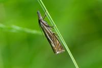 Crambus lathoniellus