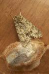 Acronicta aceris