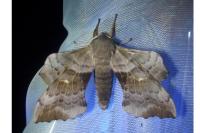 Laothoe populi