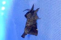 Clostera pigra
