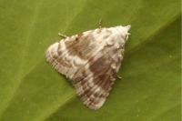 Meganola albula