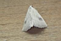 Rivula sericealis