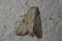 Apamea lithoxylaea