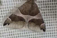 Dysgonia algira