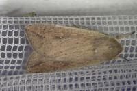 Mythimna unipuncta