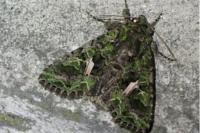 Trachea atriplicis